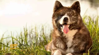 سگ آکیتا (Akita) – نماد عشق بیپایان